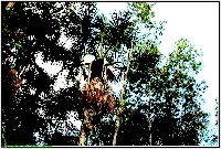 Plonsen - nr. 0179